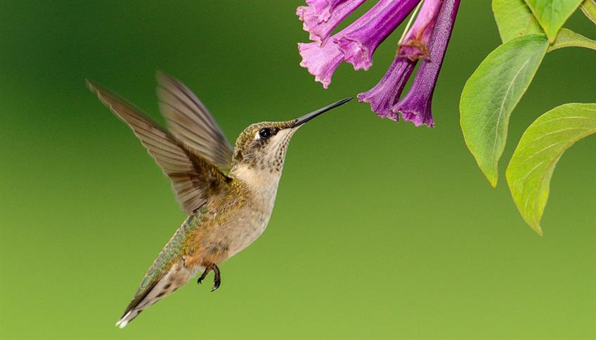 I colibrì sono ghiotti di nettare... I colibrì sono ghiotti di nettare...